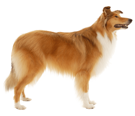 Border Collie Dog Breed Information & Characteristics