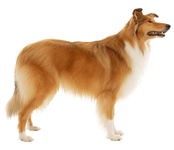 Border Collie Breed Facts, Personality & More