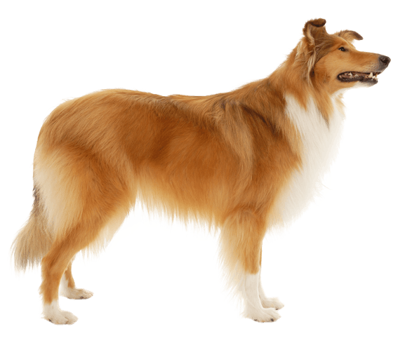 Long haired collie dog online