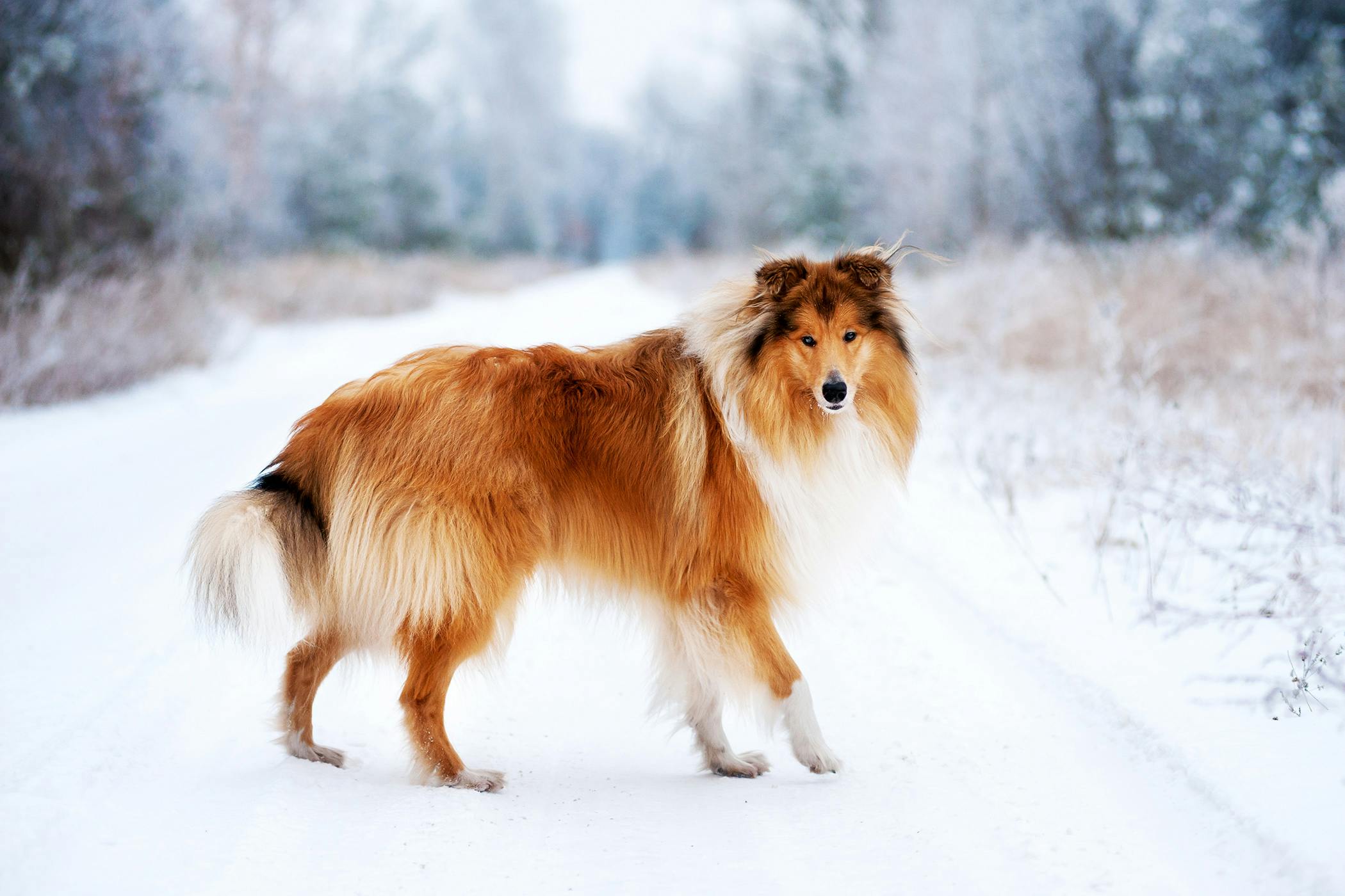 rough collie dogs