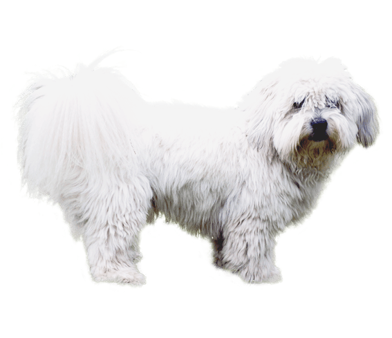 Tulear Breed Coton De Tulear Puppies Price Coton De Tulear Price