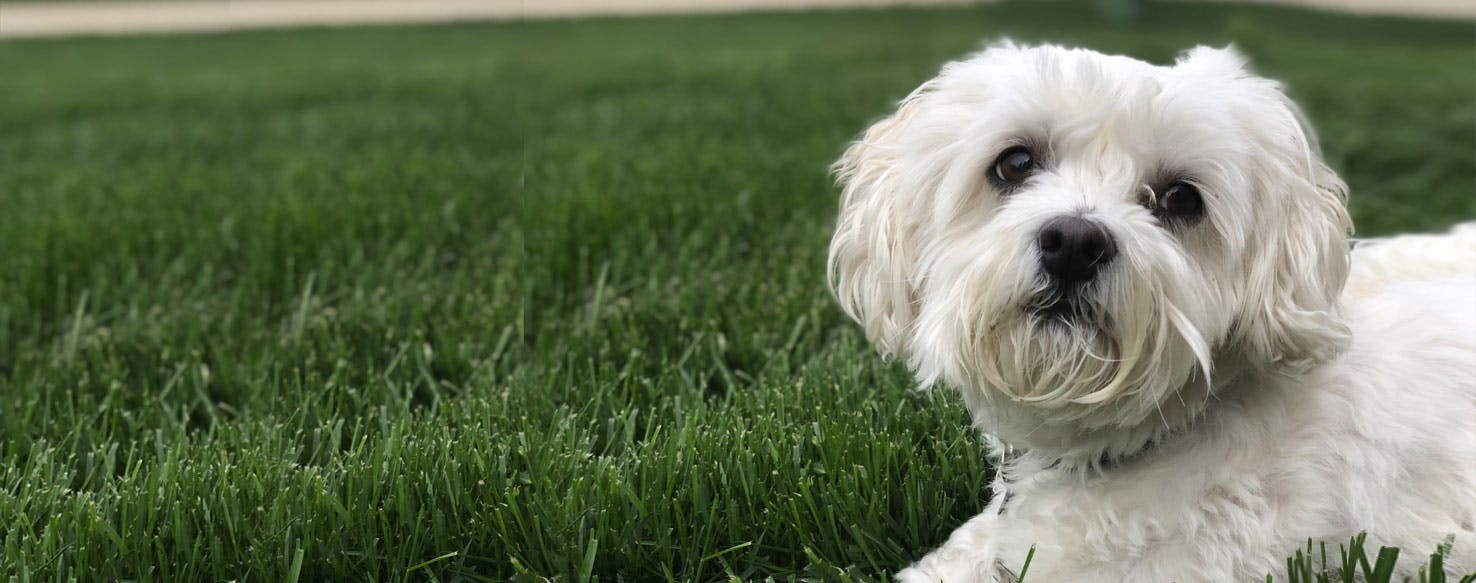 Coton Tzu Dog Breed Facts And Information Wag Dog Walking