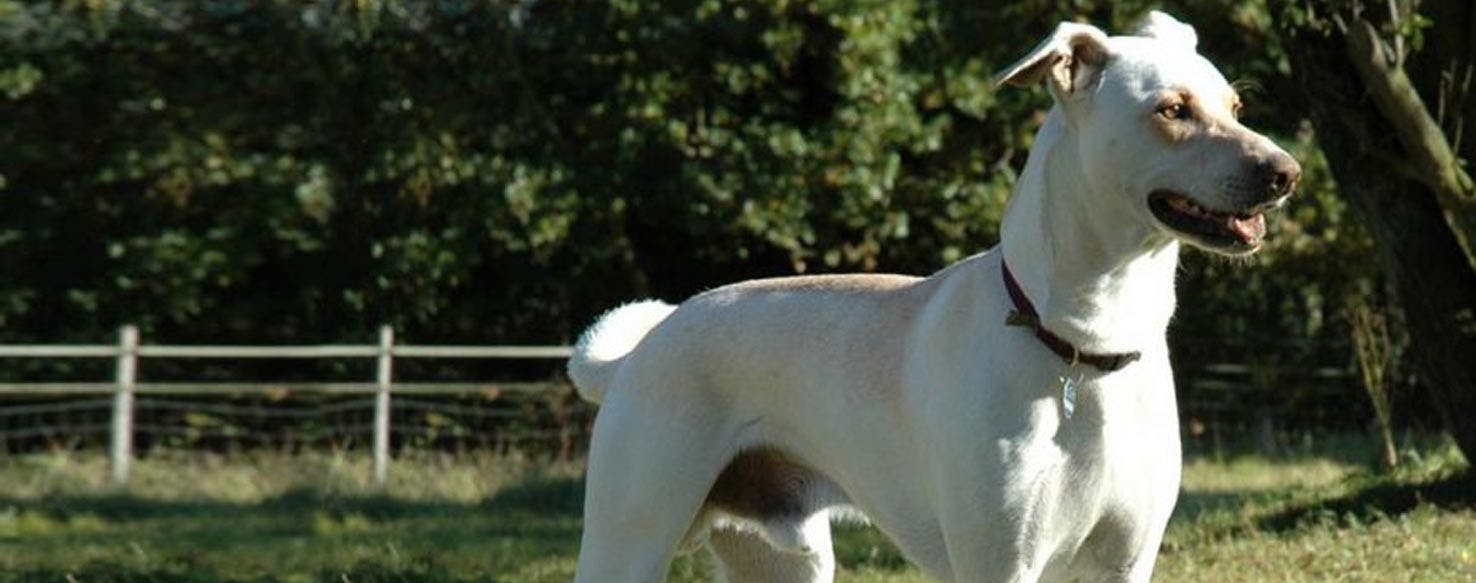 Cretan Hound Dog Breed Facts And Information Wag Dog Walking