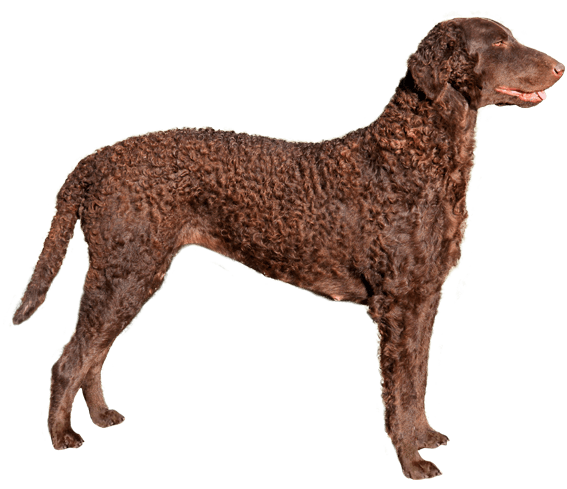Curly Coated Retriever Dog Breed, How Long Do Curly Coated Retrievers Live In Germany