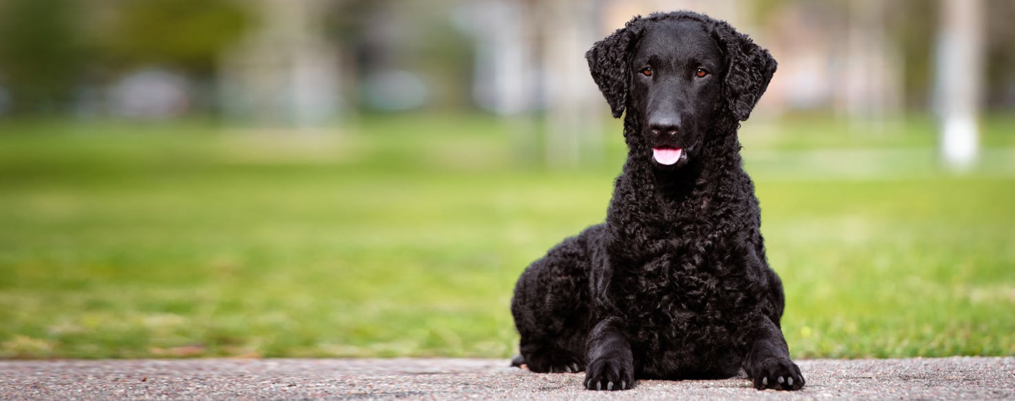 Curly coated retriever temperament hotsell