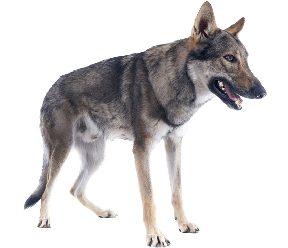 wolf dog mix breeds
