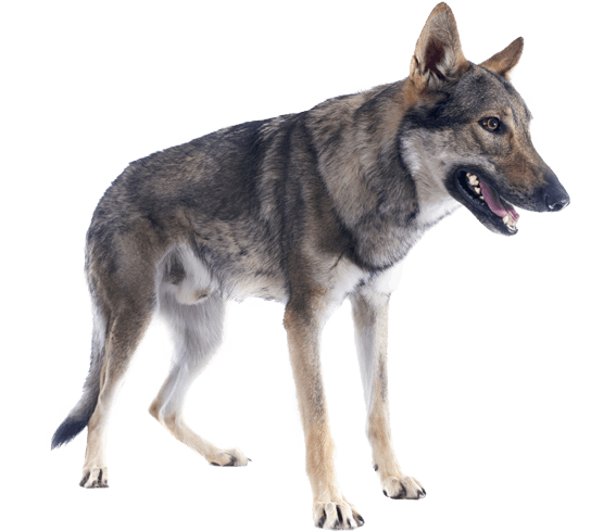 Czechoslovakian Wolfdog Dog Breed Facts And Information Wag Dog Walking