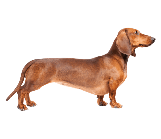Dachshund | Dog Breed Facts and Information - Wag! Dog Walking