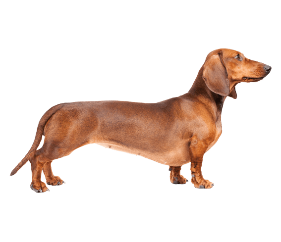 what dogs make up a dachshund