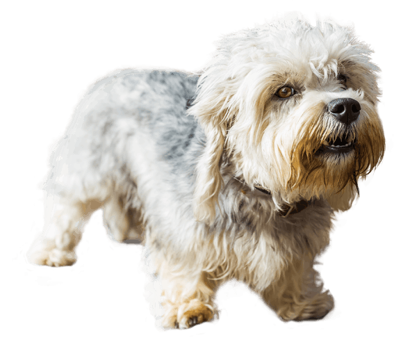 Dandie dinmont best sale terrier poodle mix