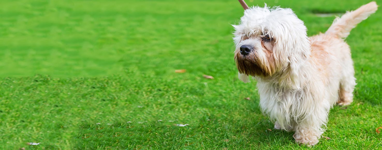 Dandie Dinmont Terrier Dog Breed Facts And Information Wag Dog Walking