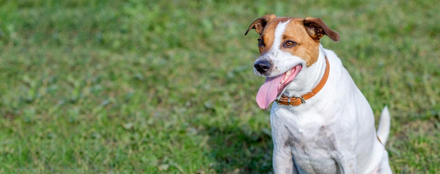 Danish Swedish Farmdog Dog Breed Facts And Information Wag Dog Walking