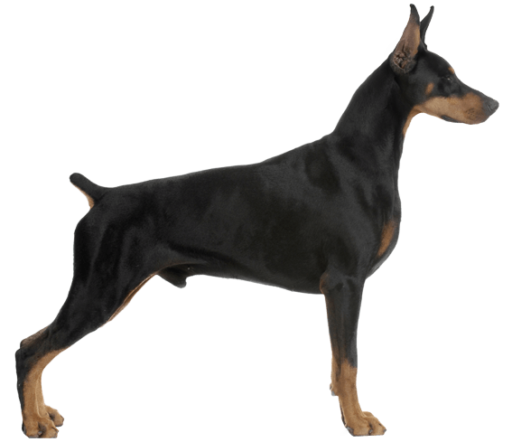 Small doberman 2024 type dog