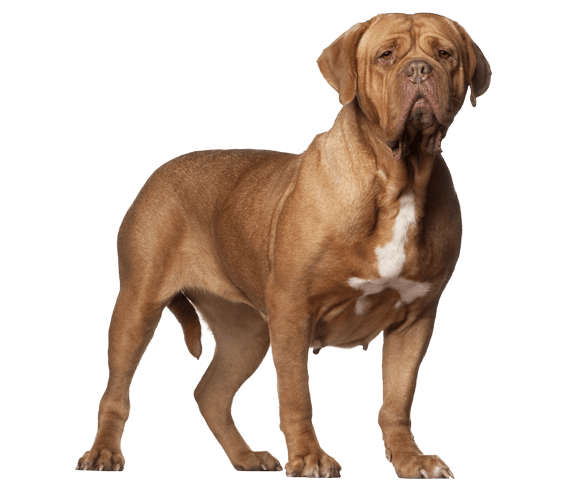 french mastiff bulldog mix
