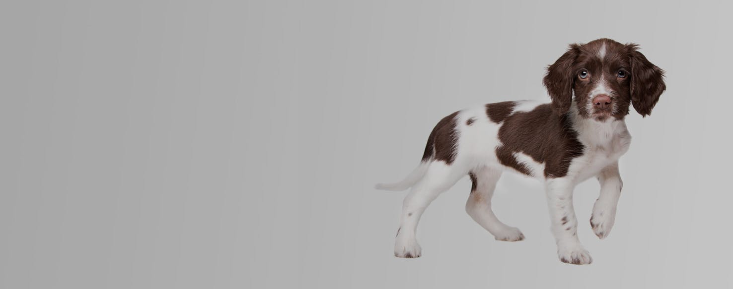 Nieuw Drentsche Patrijshond | Dog Breed Facts and Information - Wag! Dog FW-85
