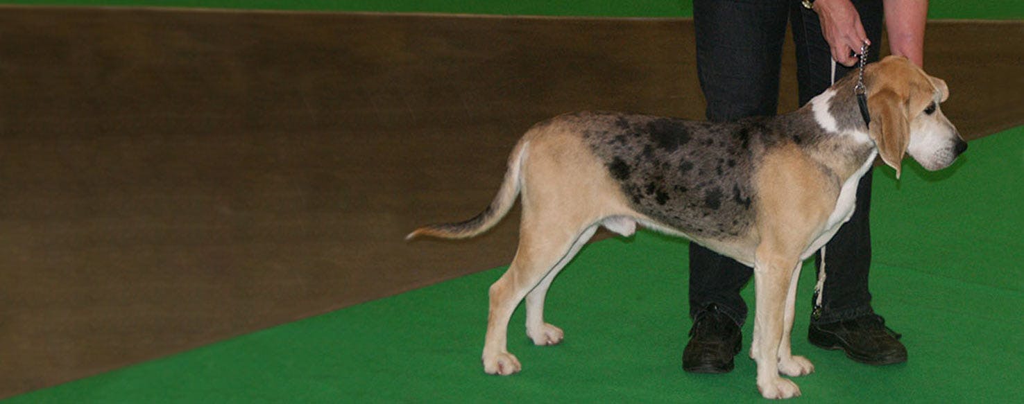 Dunker Dog Breed Facts And Information Wag Dog Walking