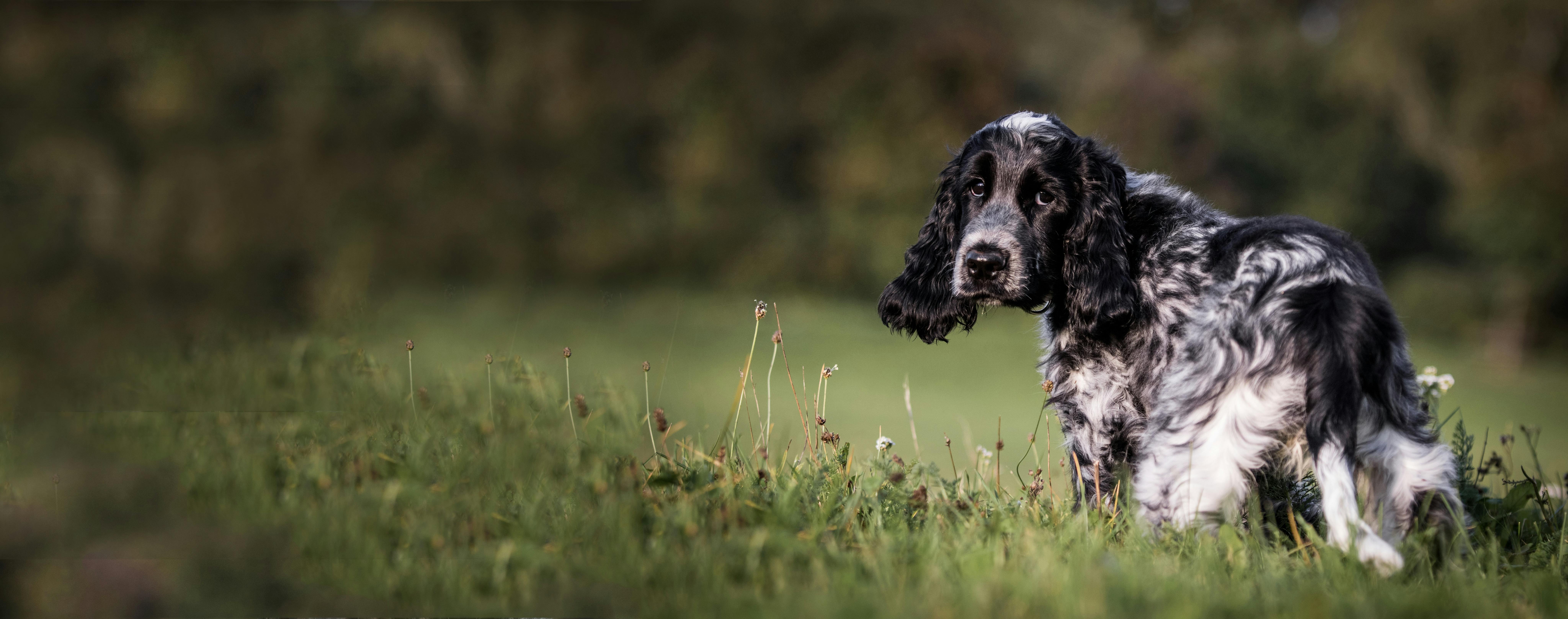 best dog clippers for cocker spaniel
