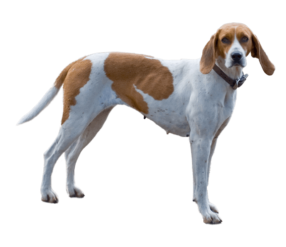 English hound dog deals breeds