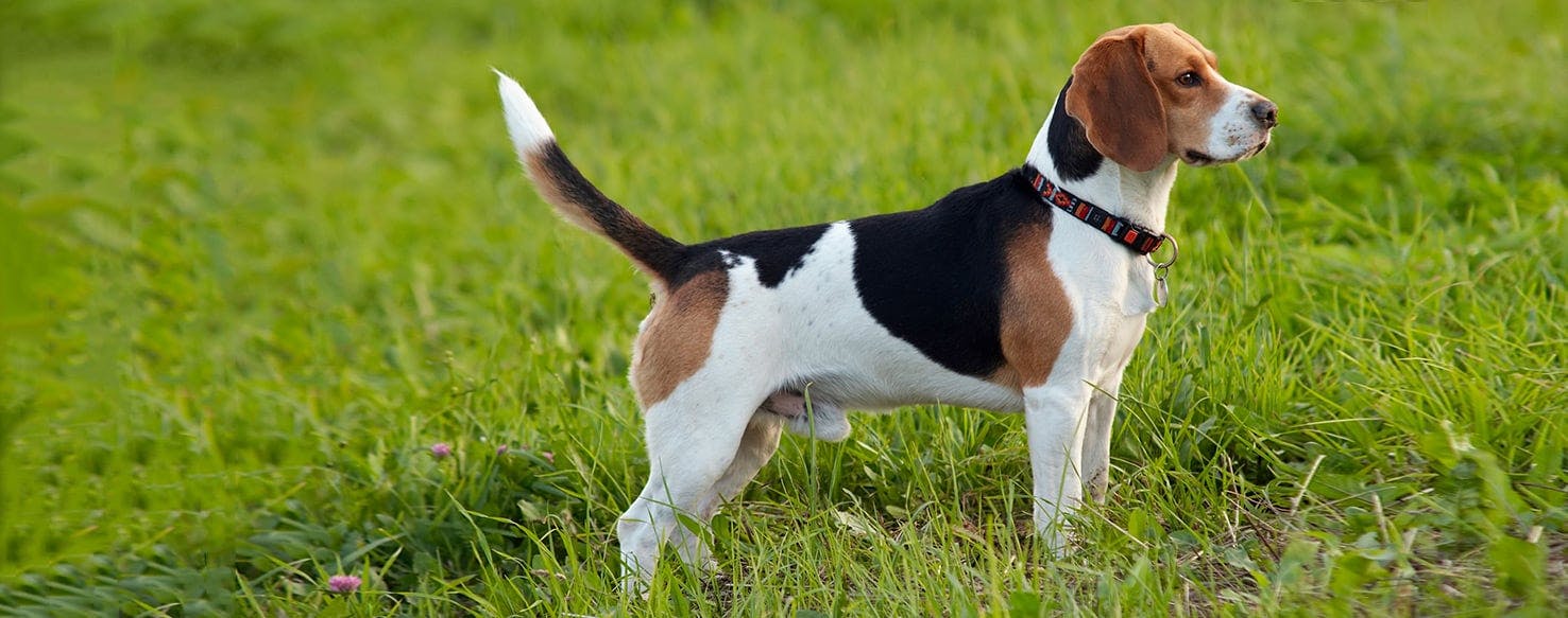 English Foxhound Dog Breed Facts And Information Wag Dog Walking