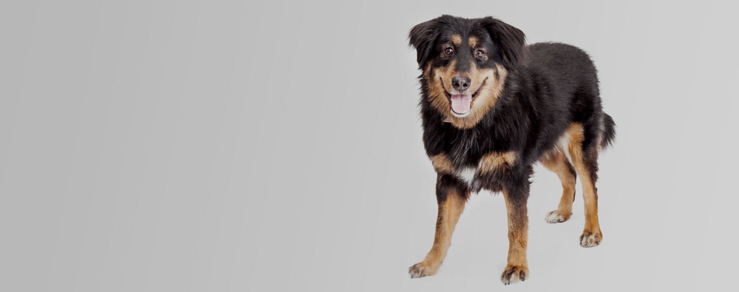 Border-Aussie  Dog Breed Facts and Information - Wag! Dog Walking