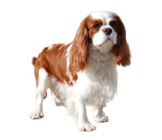 are english toy spaniel puppies lazy