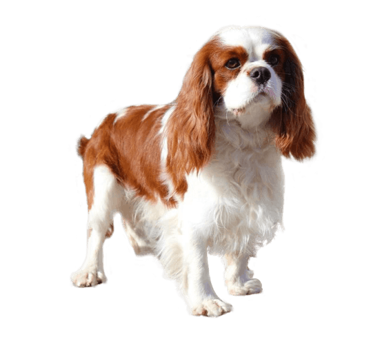 English toy spaniel breeders best sale