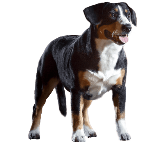 Bernese Mountain Mountain Dog Entlebucher Entlebucher Mountain Dog Breed: Characteristics, Care Photos Chewy
