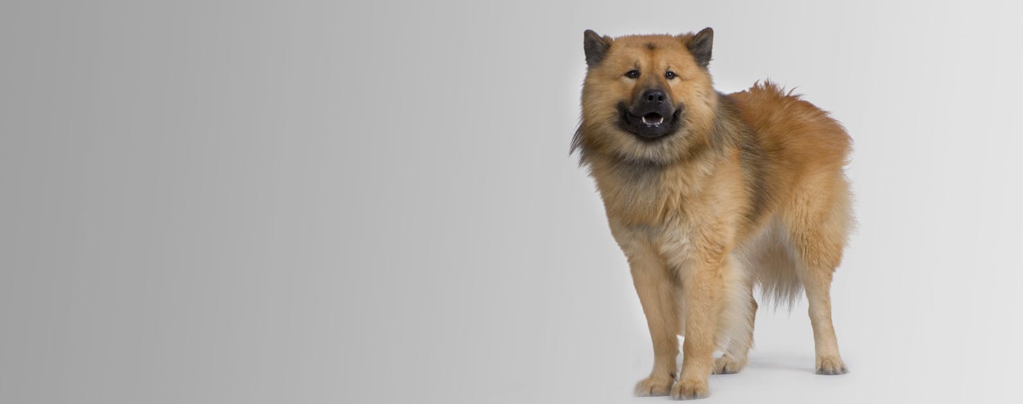 Eurasier Dog Breed Facts And Information Wag Dog Walking