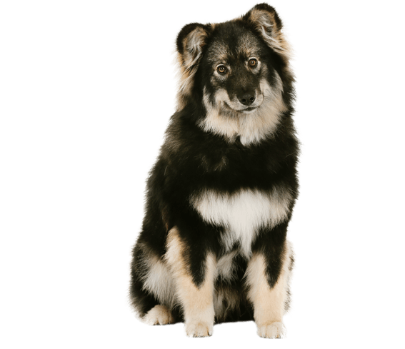 finnish hound puppy