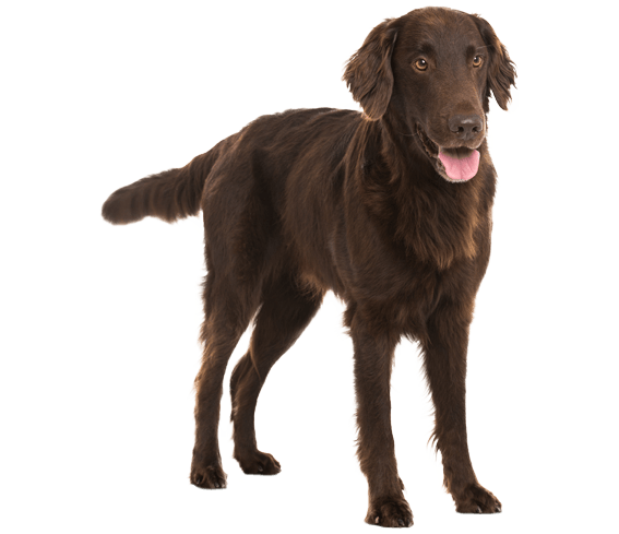Flat Coated Retriever Dog Breed Facts and Information Wag Dog Walking