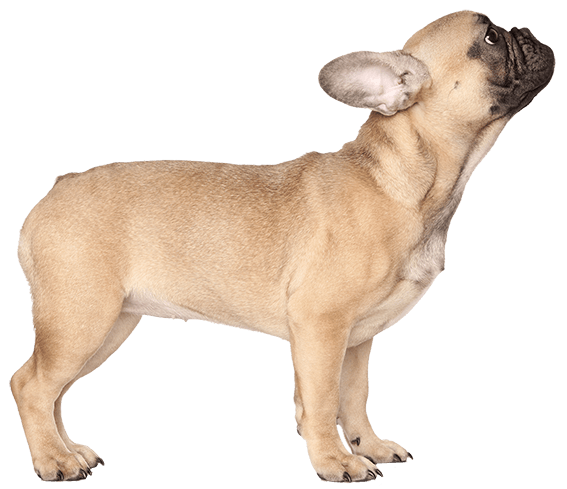 a french dog breed