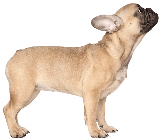 French Bulldog Dog Breed Facts And Information Wag Dog Walking