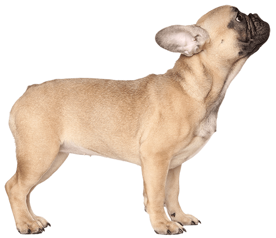 French Bulldog Dog Breed Facts and Information Wag