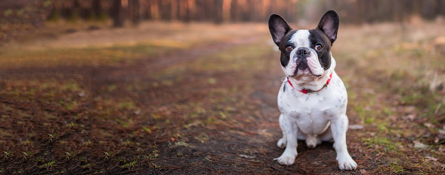 Do french bulldogs hot sale wag their tails