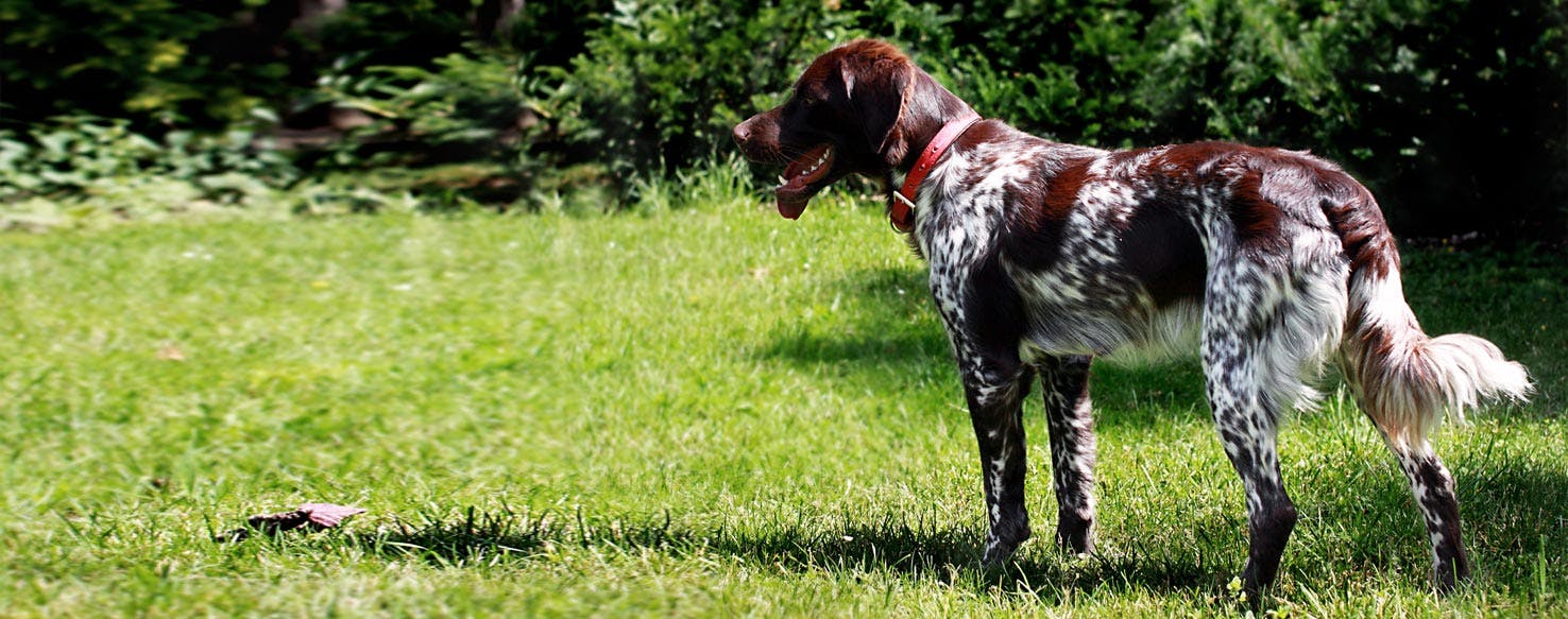 French Spaniel Dog Breed Facts And Information Wag Dog Walking