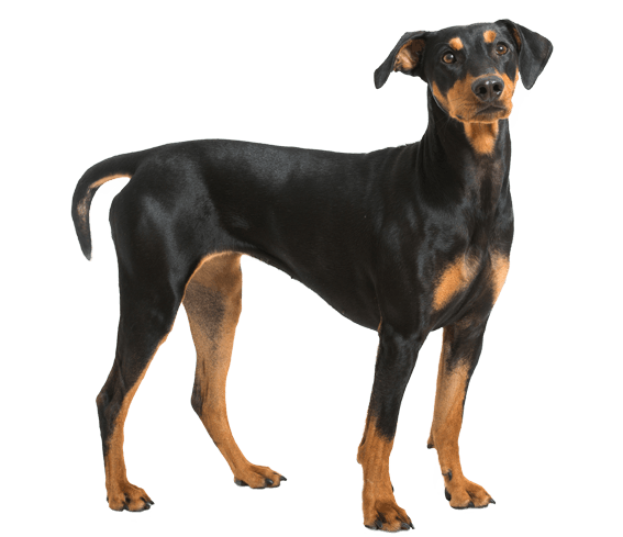 German wire haired hot sale pinscher