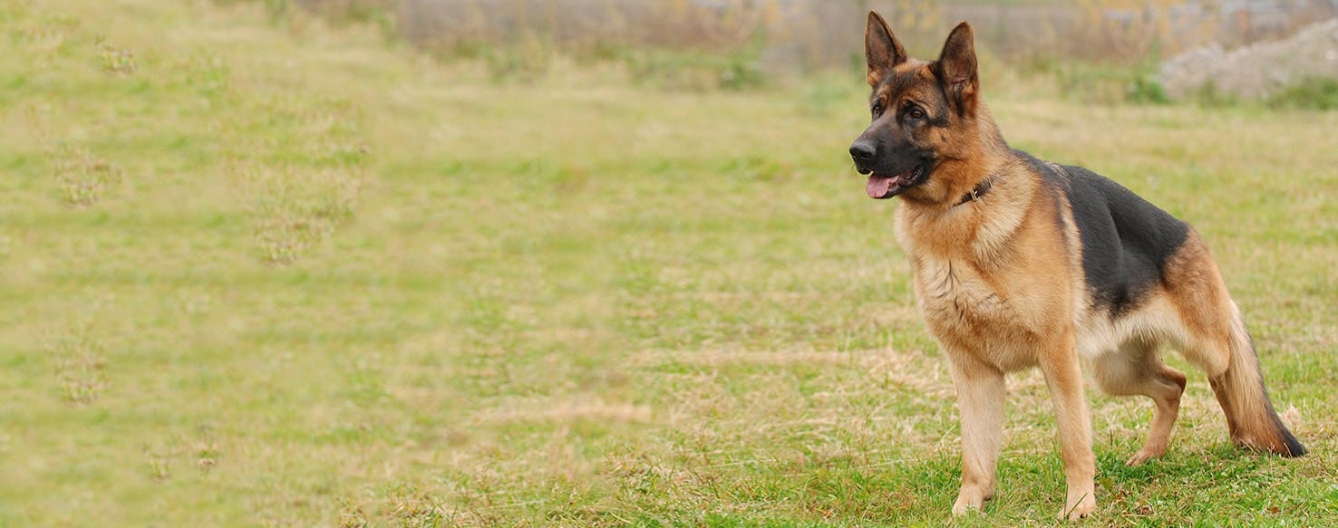 German shepherds: Smart loyal dogs that need constant exercise