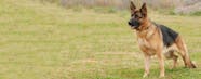 German Shepherd Puppies For Sale Northern Ireland Price 