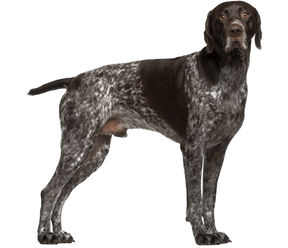 is german shorthaired pointer large breed