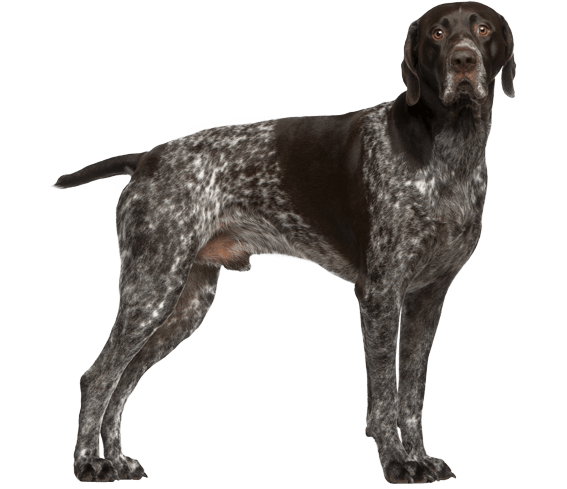 Best harness for german shorthaired outlet pointer