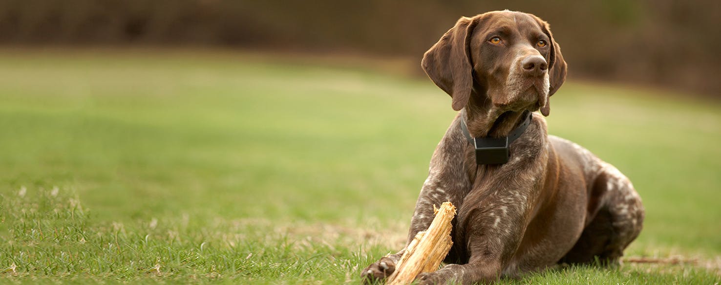 German short best sale nose pointer