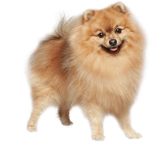 German Spitz Dog Breed Facts And Information Wag Dog Walking