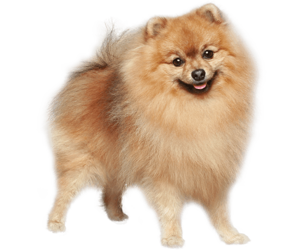 German Spitz | Dog Breed Facts and Information - Wag! Dog Walking