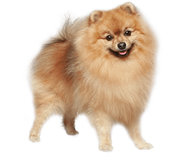 German Spitz Dog Breed Facts And Information Wag Dog Walking German Spitz Dog Breed Facts And Information Wag Dog Walking