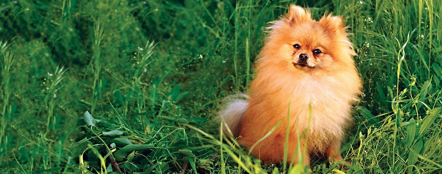 German Spitz | Dog Breed Facts And Information - Wag! Dog Walking