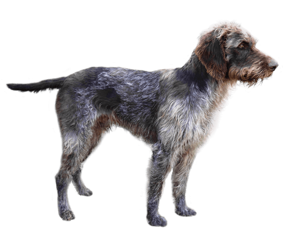 German Wirehaired Pointer Dog Breed Facts and Information Wag