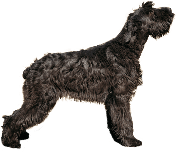Giant schnauzer terrier mix hotsell