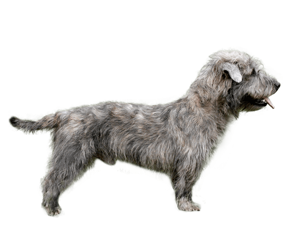 Glen dog deals breed