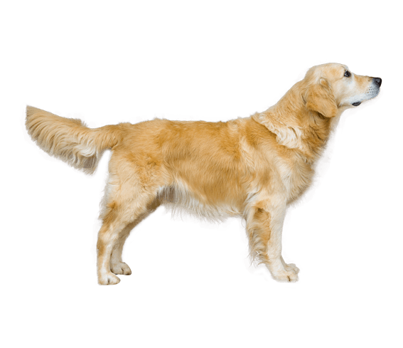 Pointing golden hot sale retriever