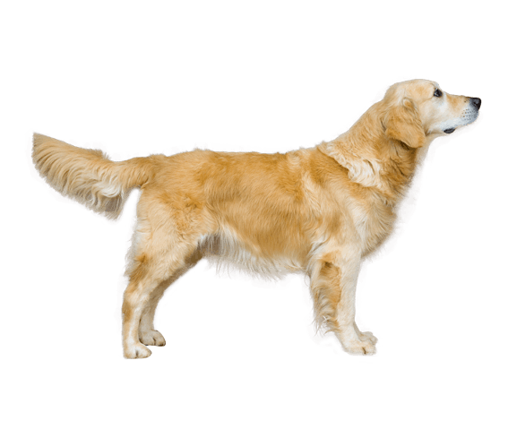 Golden Retriever Dog Breed Facts And Information Wag Dog Walking